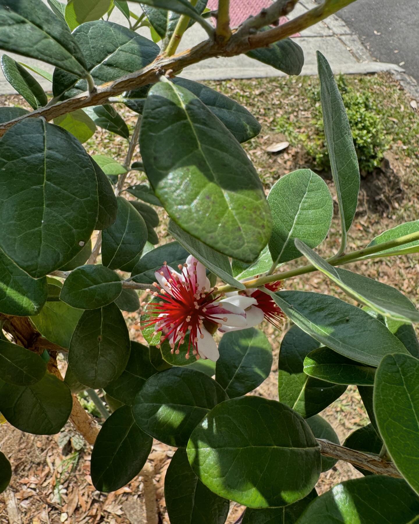 We saw this flower while out walking last year, investigated, and promptly bought our own Pineapple Guava Tree! 

We have a few blooms this year! 🫶🏻 So pretty, they almost look fake. 🌸

#pineappleguava #myyard #wilmingtonnc #northcarolina #plantsm