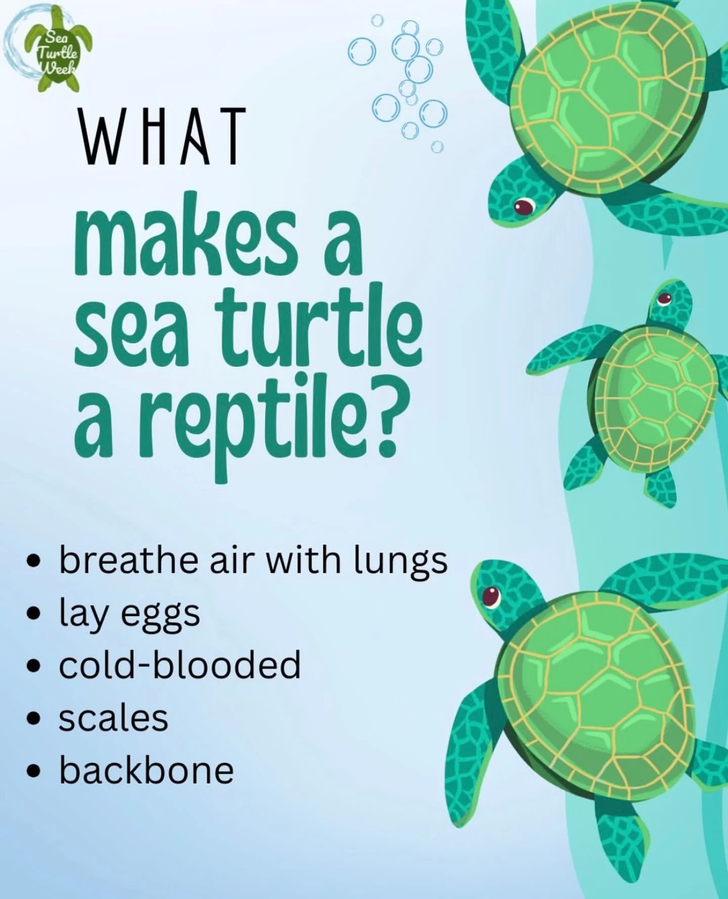 Fun facts from the folks at @seaturtleweek !! 🌊🐢

#seaturtles #seaturtleconservation #braverybabyseaturtlebook
