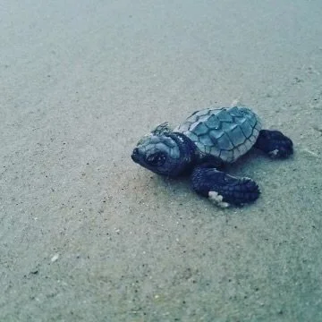 Bigger is NOT Always Better