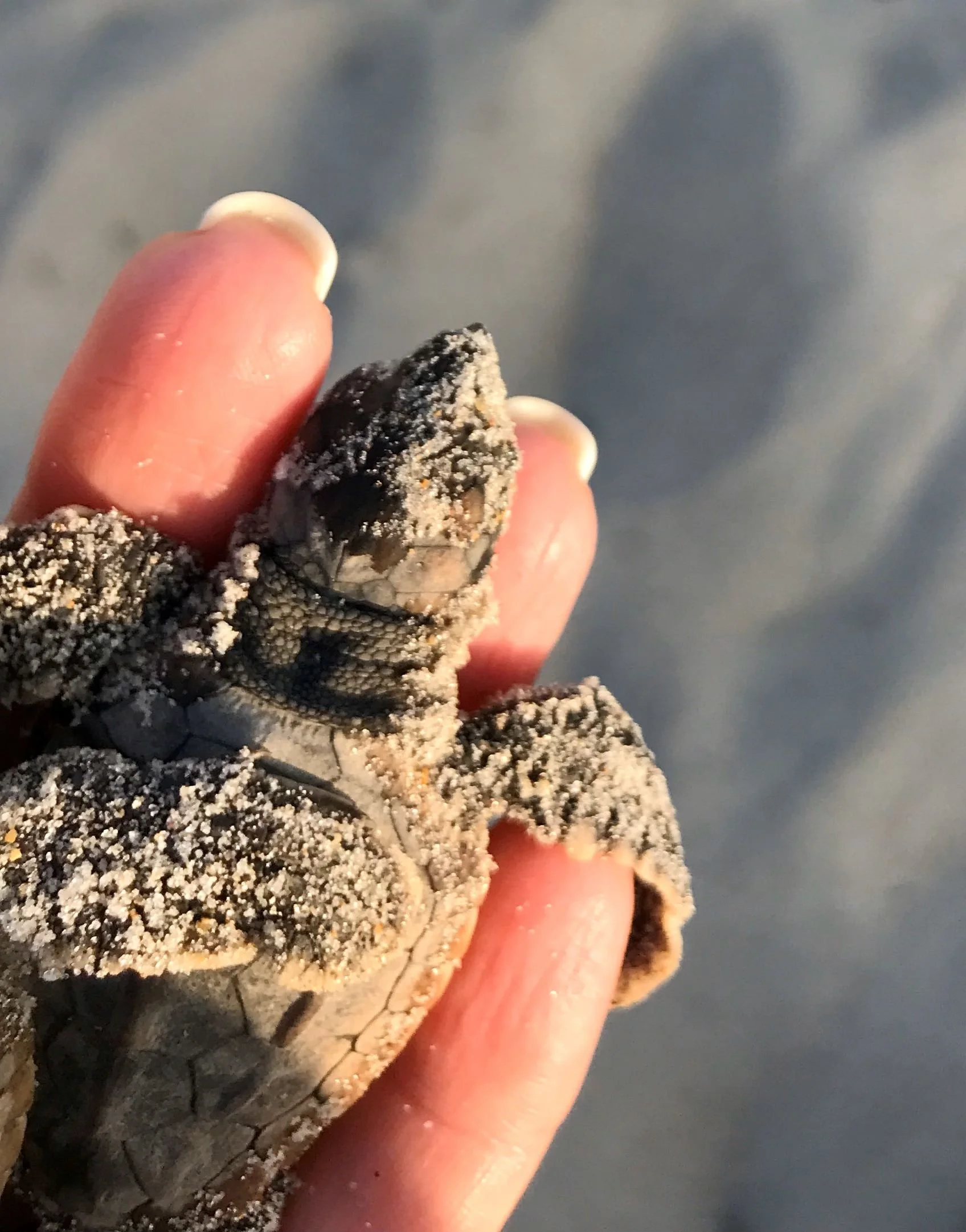 Baby Sea Turtles - Bearport Publishing