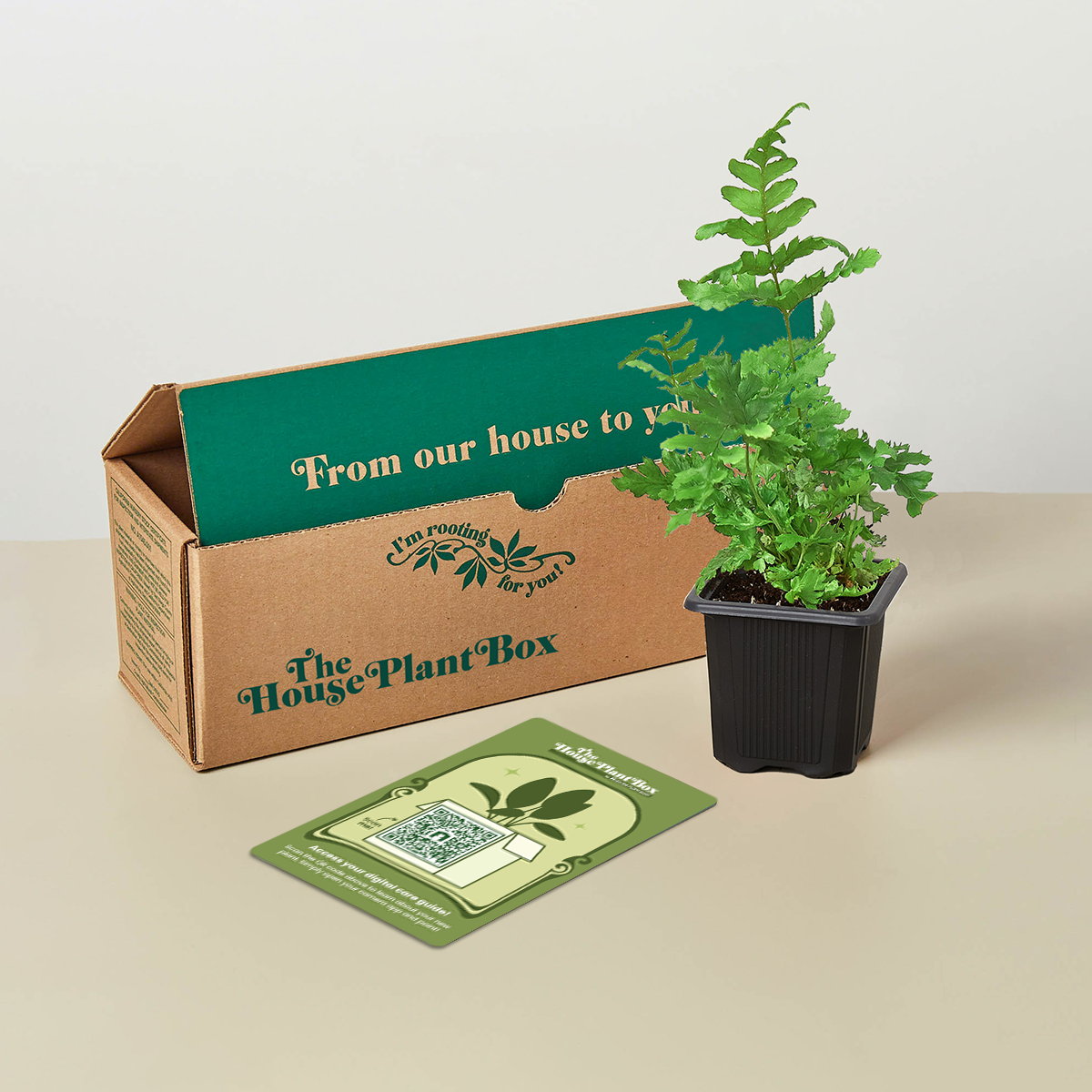 House Plant Box — Pet Friendly Box