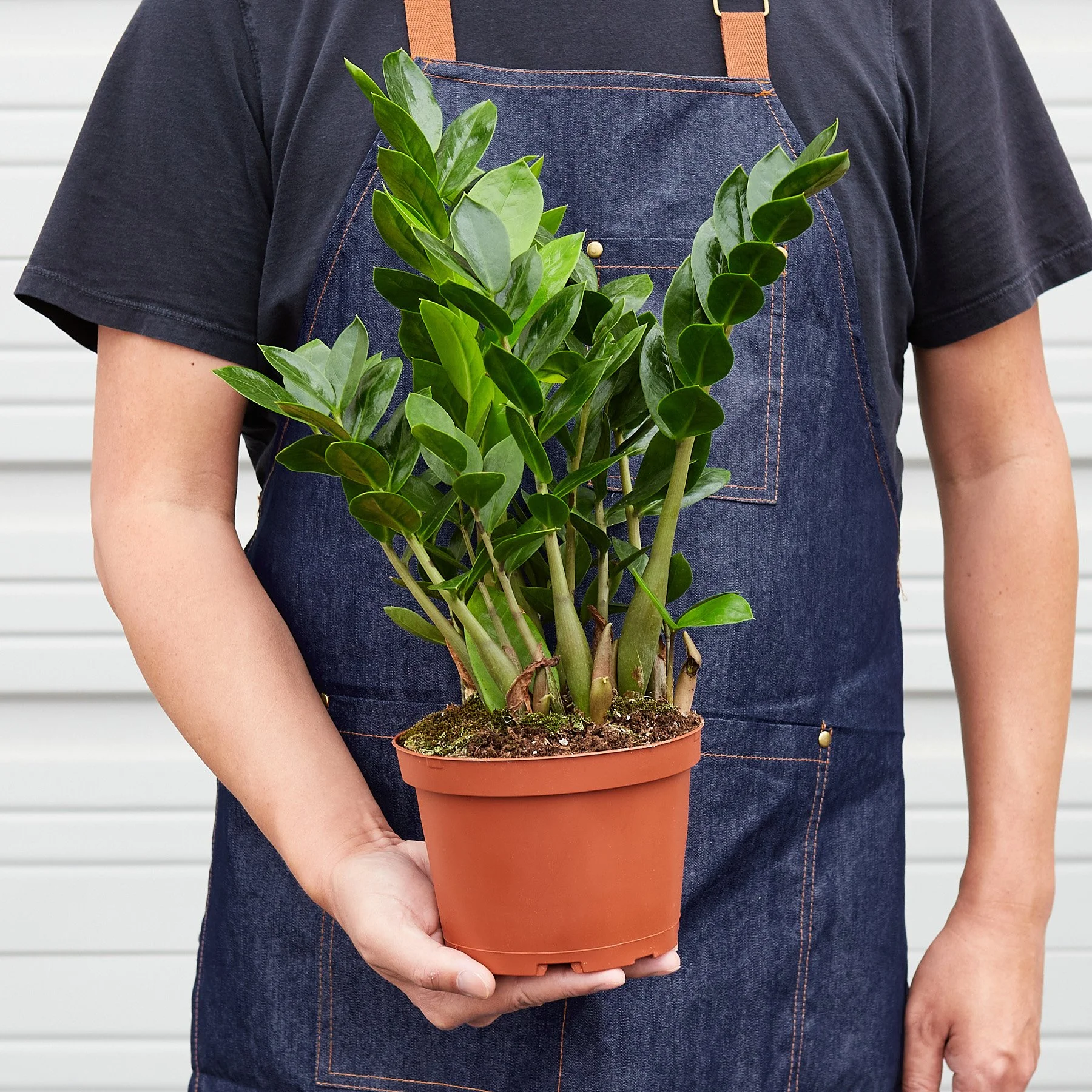 6_ZAMIOCULCAS_ZAMIIFOLIA_3.jpg