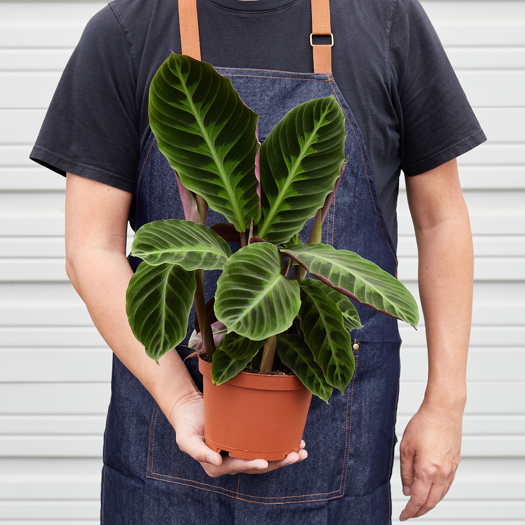 1-Calathea-Warscewiczii-6-HOLD.jpg