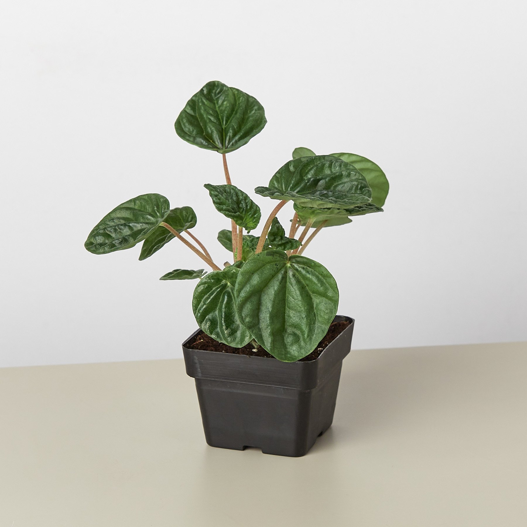 3_PEPEROMIA_CAPERATA RIPPLE-1.jpg