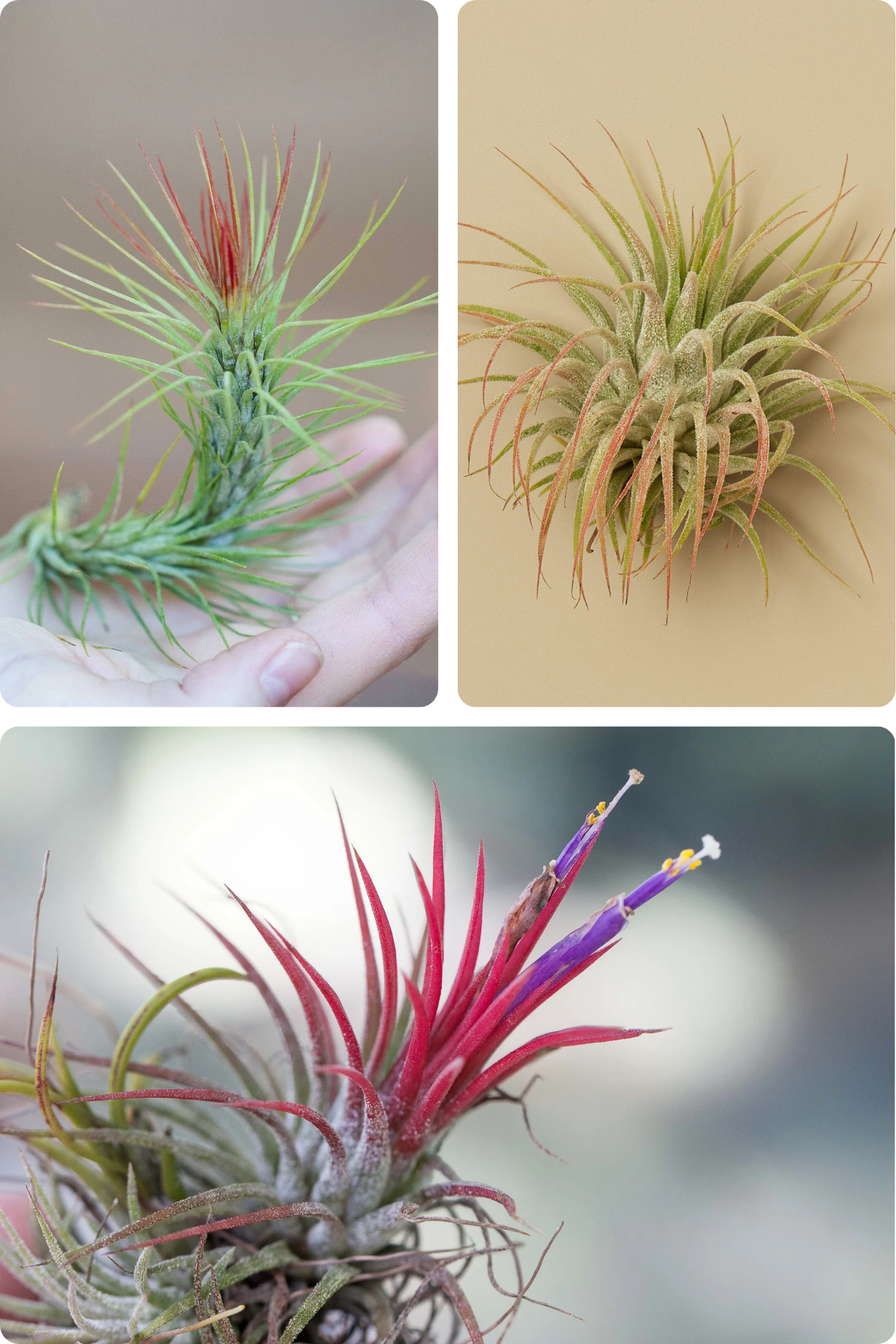 Untitled design (10).png