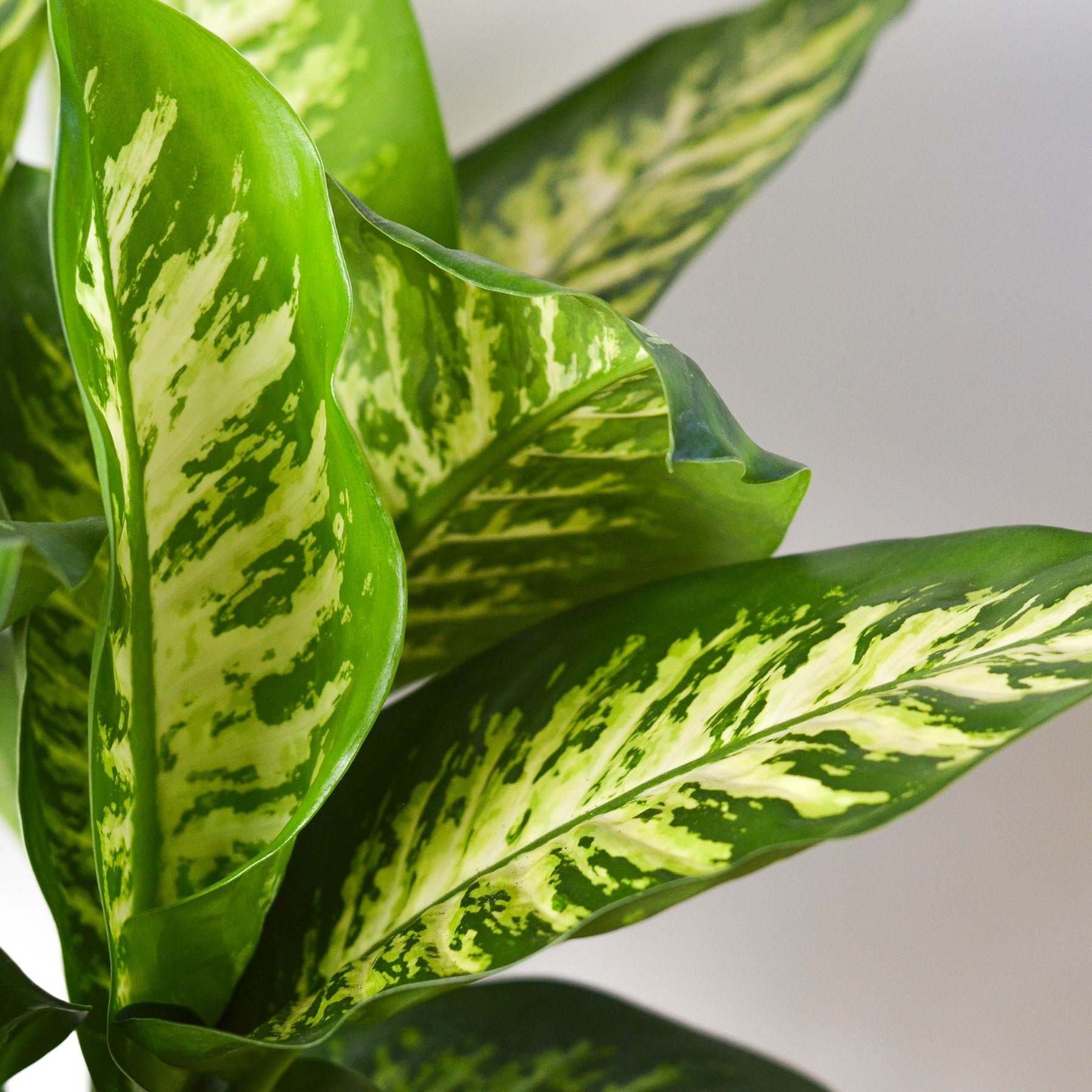 10_DIEFFENBACHIA_TROPIC.SNOW_2_0e0d9e3b-3388-4019-96dc-918752a1c9b5.jpg