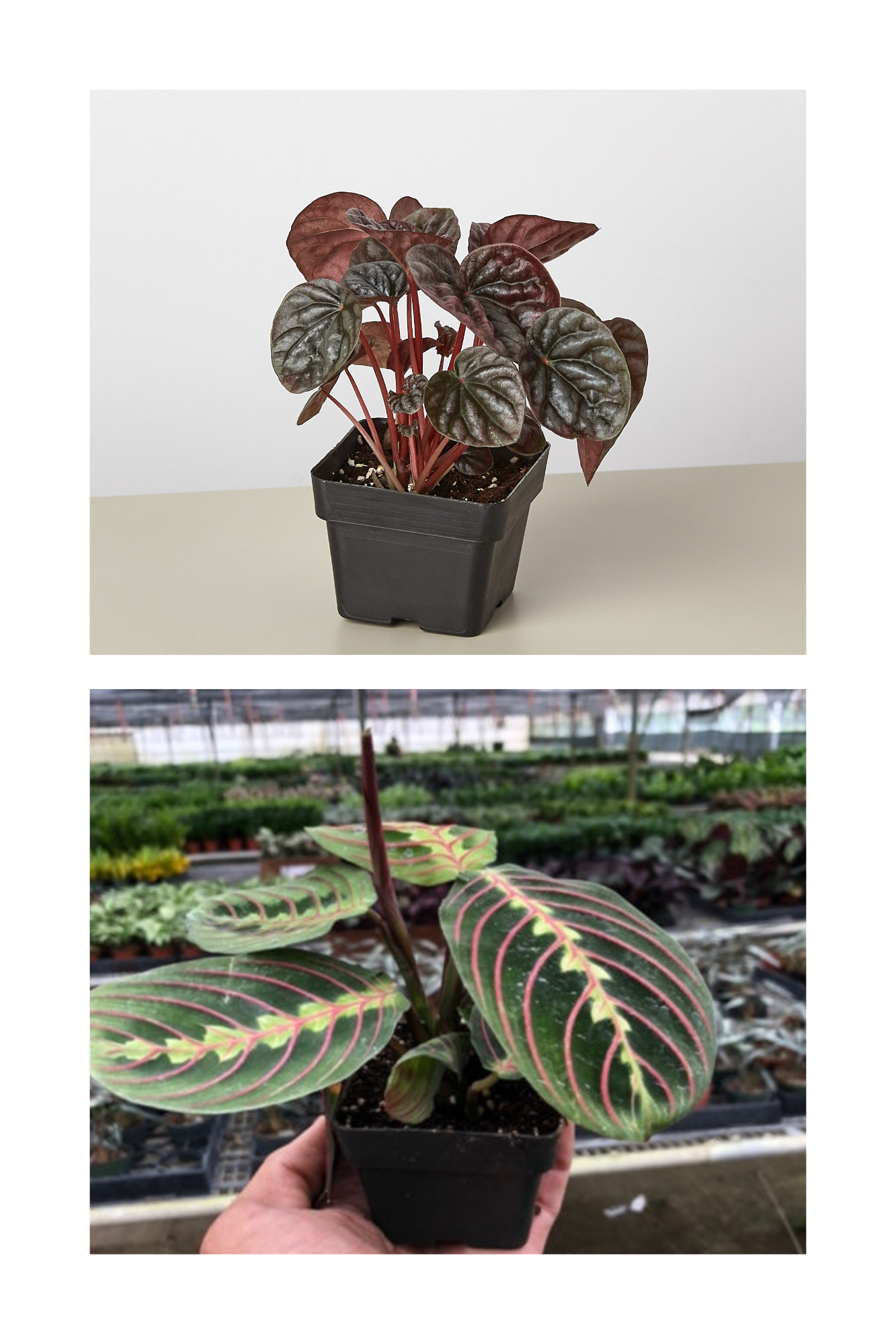 Untitled design (11).png