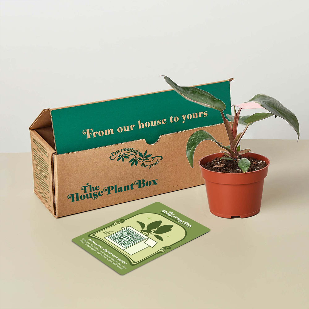 House Plant Box Indoor Plant Subscription Box Free Nationwide Delivery