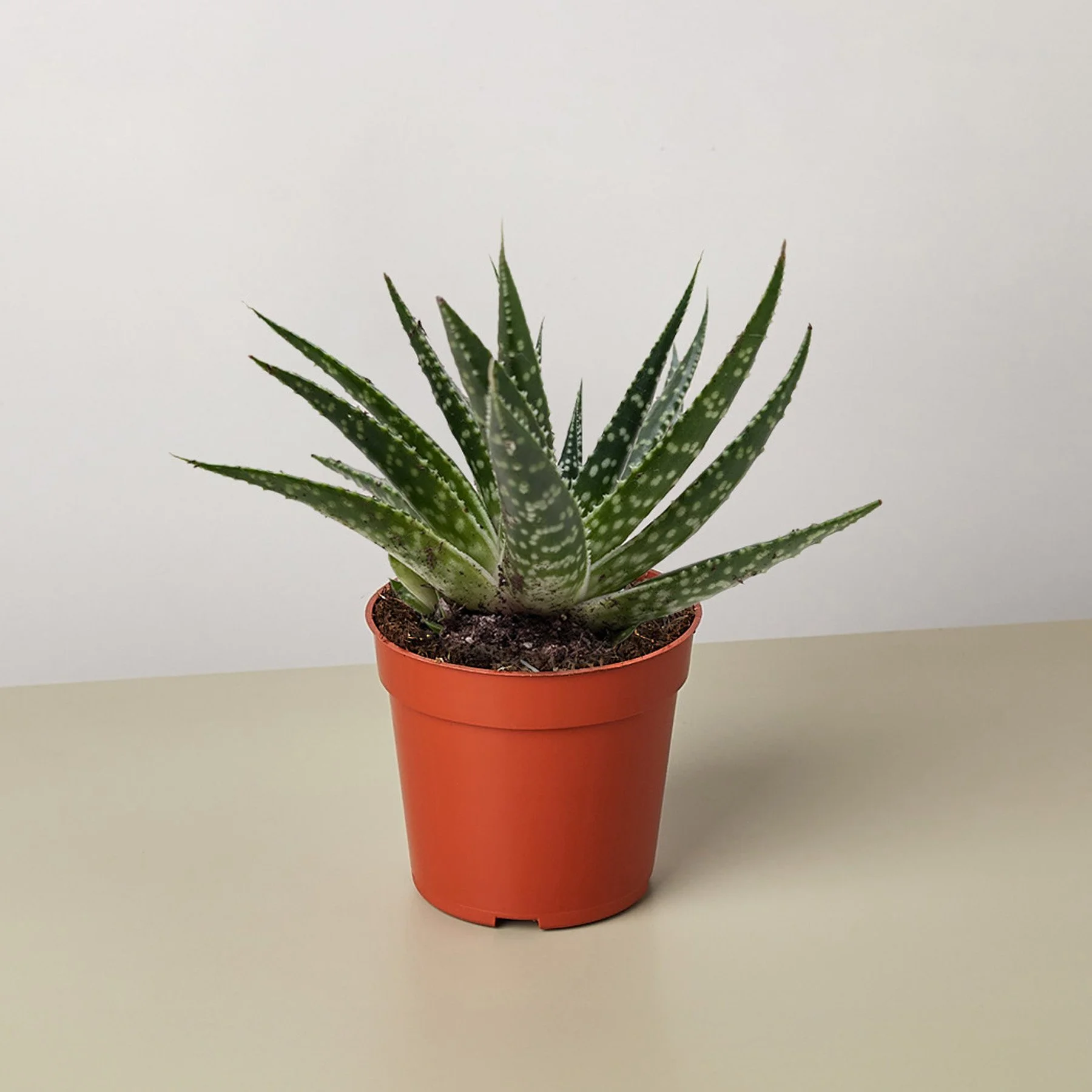 4_SUCC_GASTERIA_ZIMFLORA (1).jpg