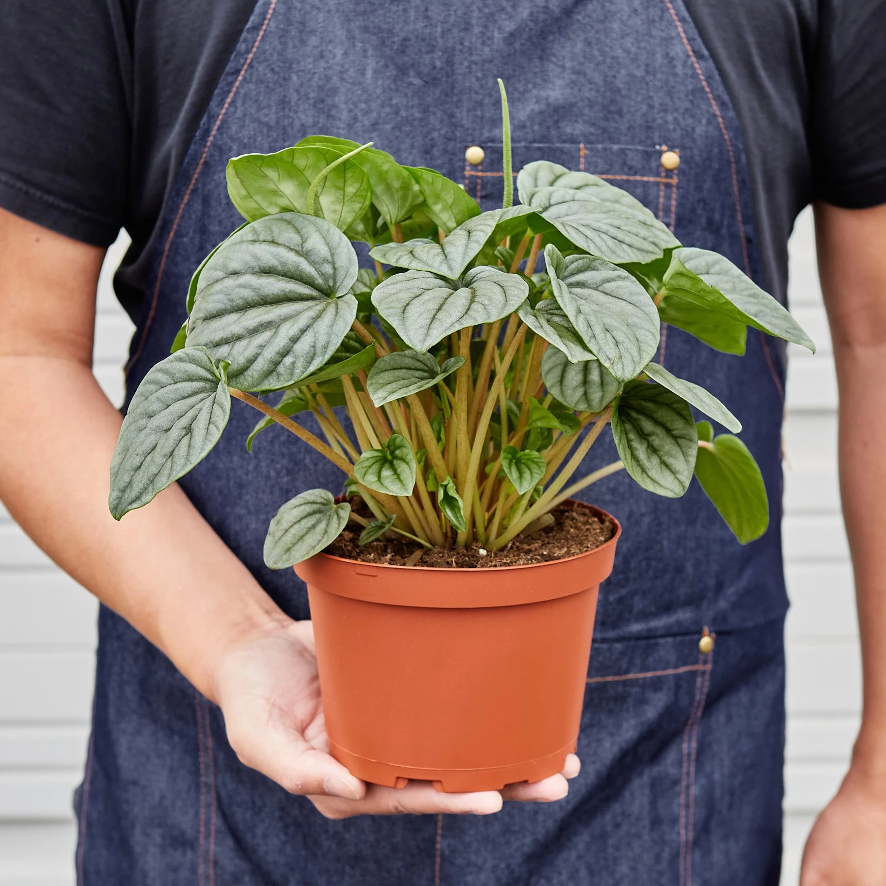 6_PEPEROMIA_FROST_3.jpg