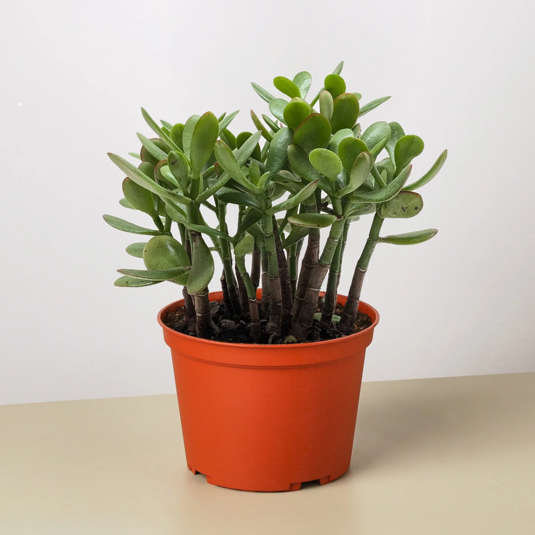 6_CRASSULA_JADE (1).jpg