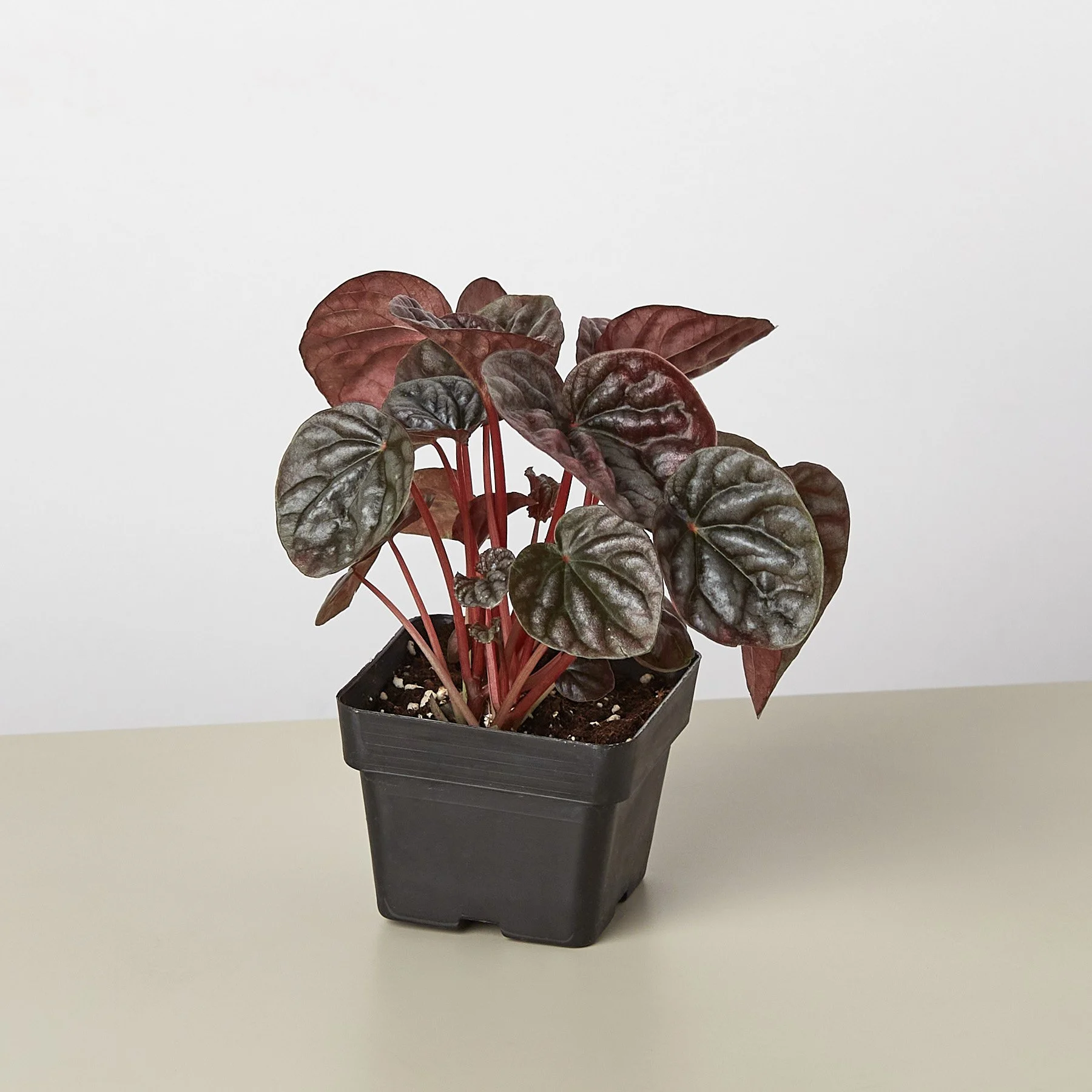3_PEPEROMIA_RIPPLERED-1 (1).jpg