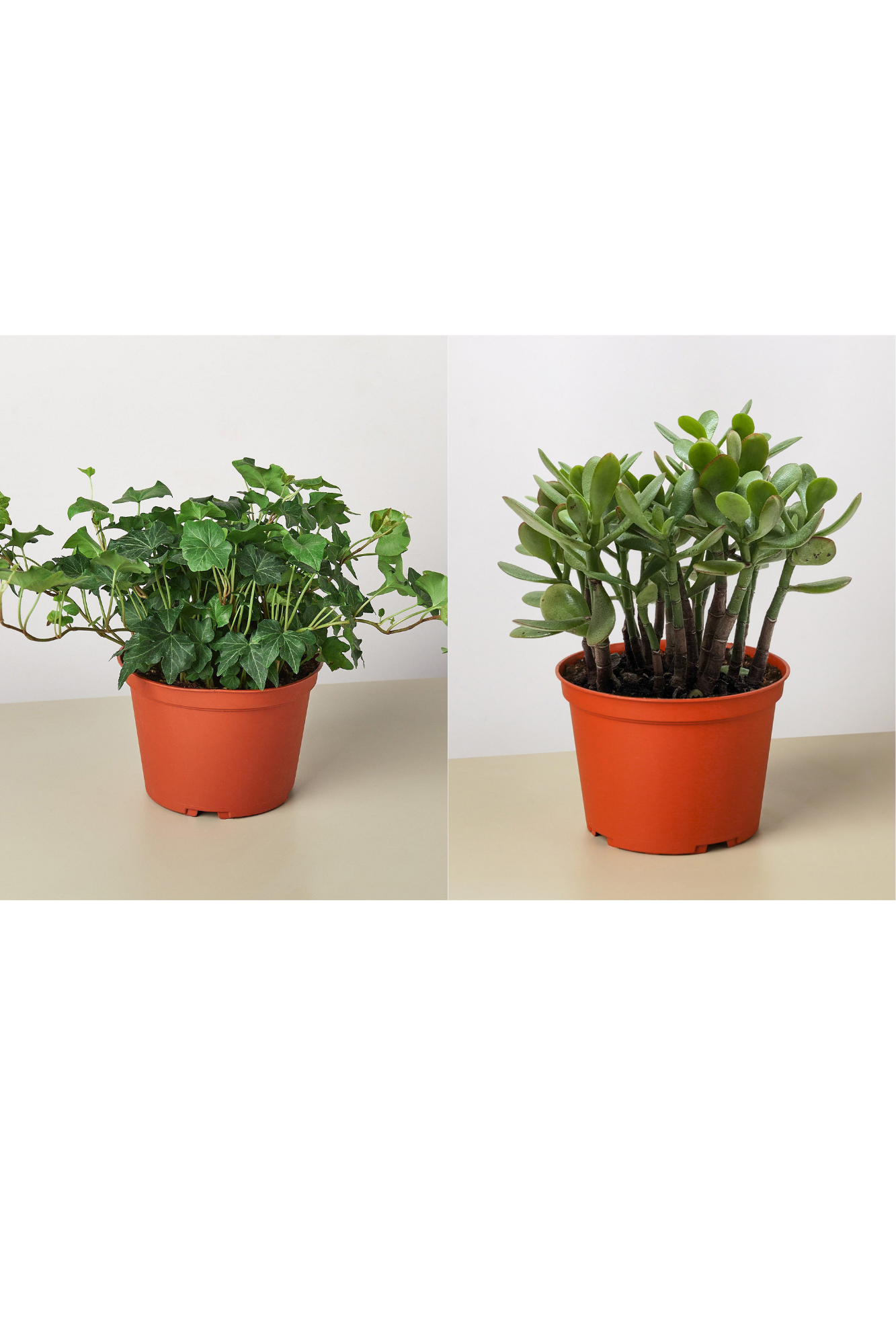 Untitled design (8).png