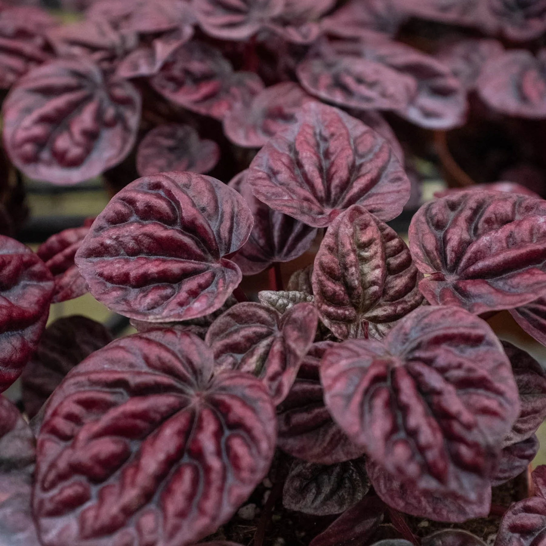 4_PEPEROMIA_RIPPLE.RED_2.jpg