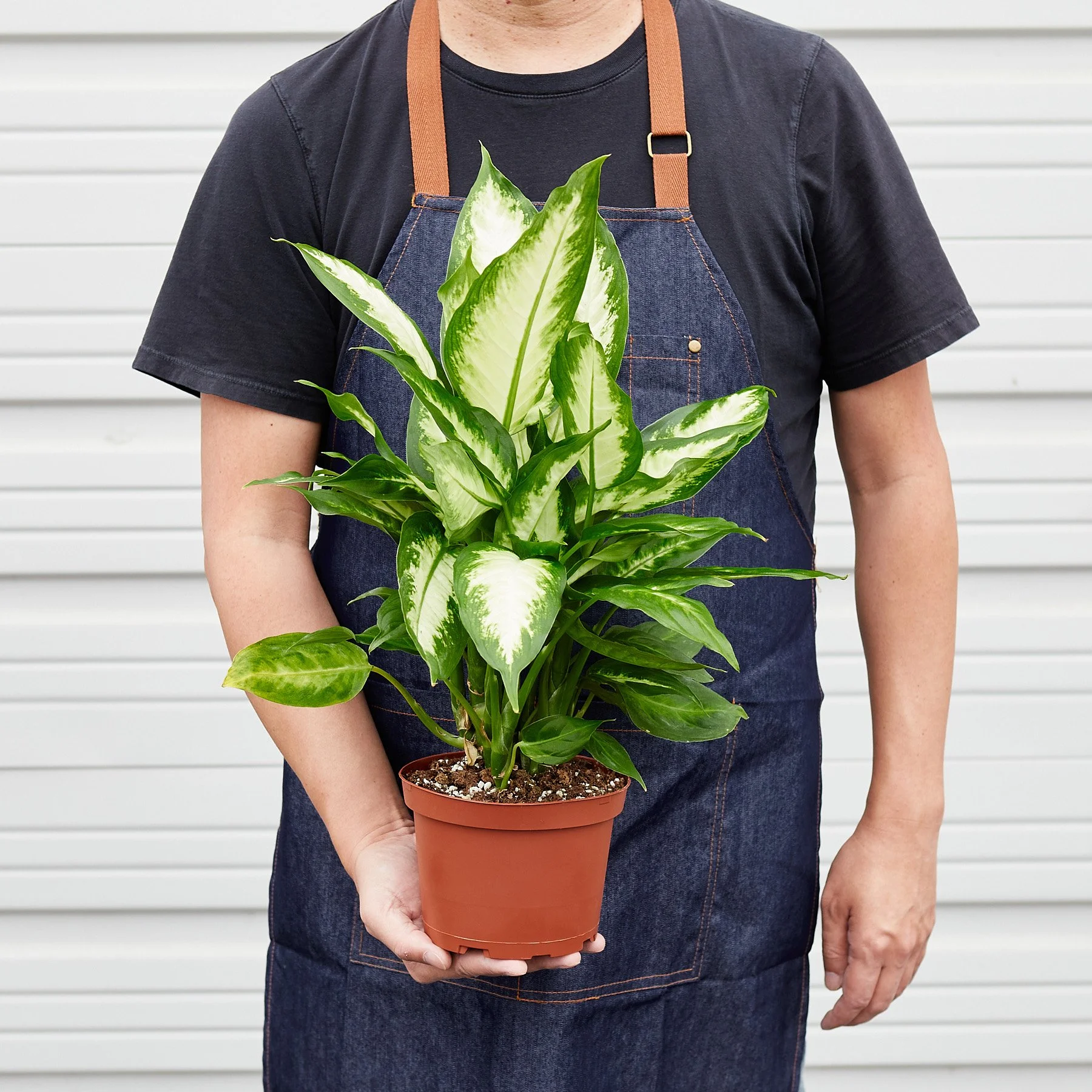 6_DIEFFENBACHIA_CAMILLE_3.jpg
