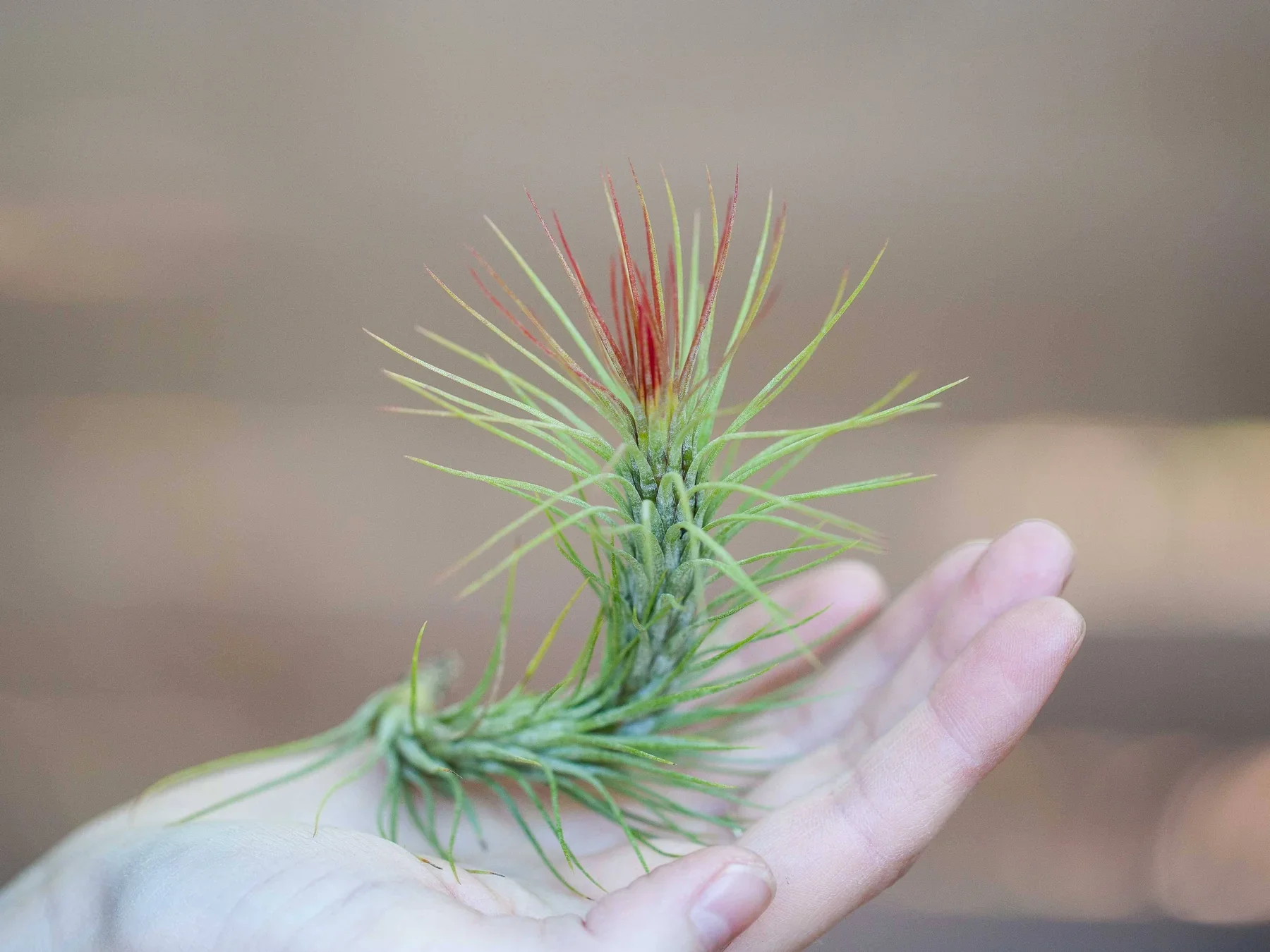funkiana_air_plant.webp