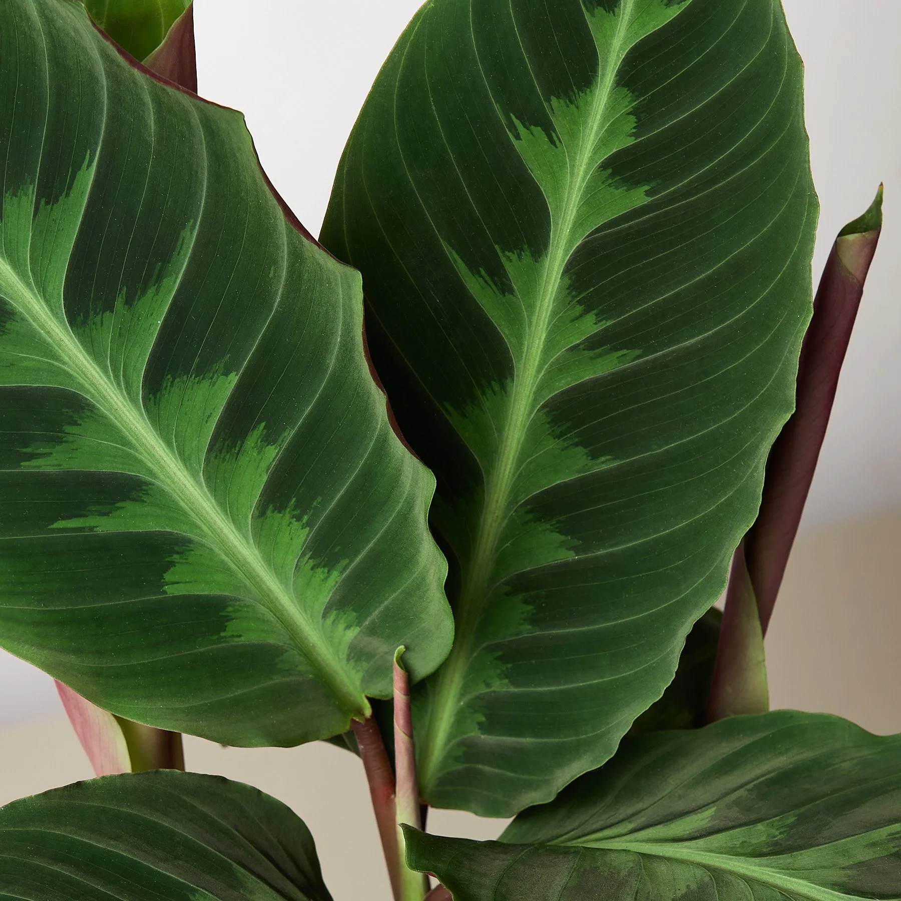 1-Calathea-Warscewiczii-6-DETAIL.jpg