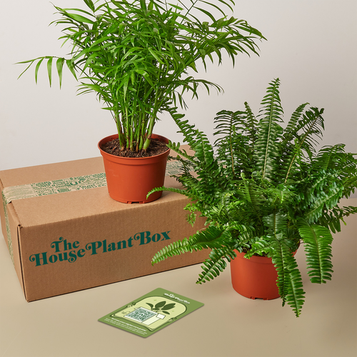 Premium House Plant Box —