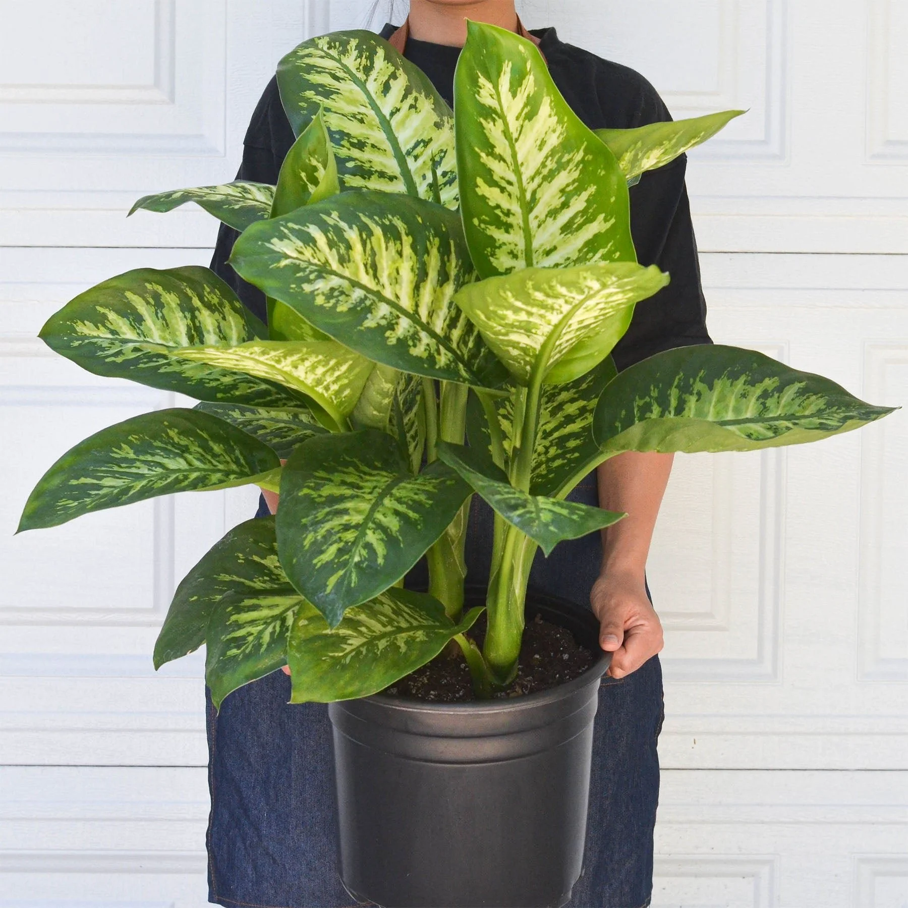 10_DIEFFENBACHIA_TROPIC.SNOW_3_1cd7a94e-9bcd-461c-a5cb-dcc249f03d71.jpg