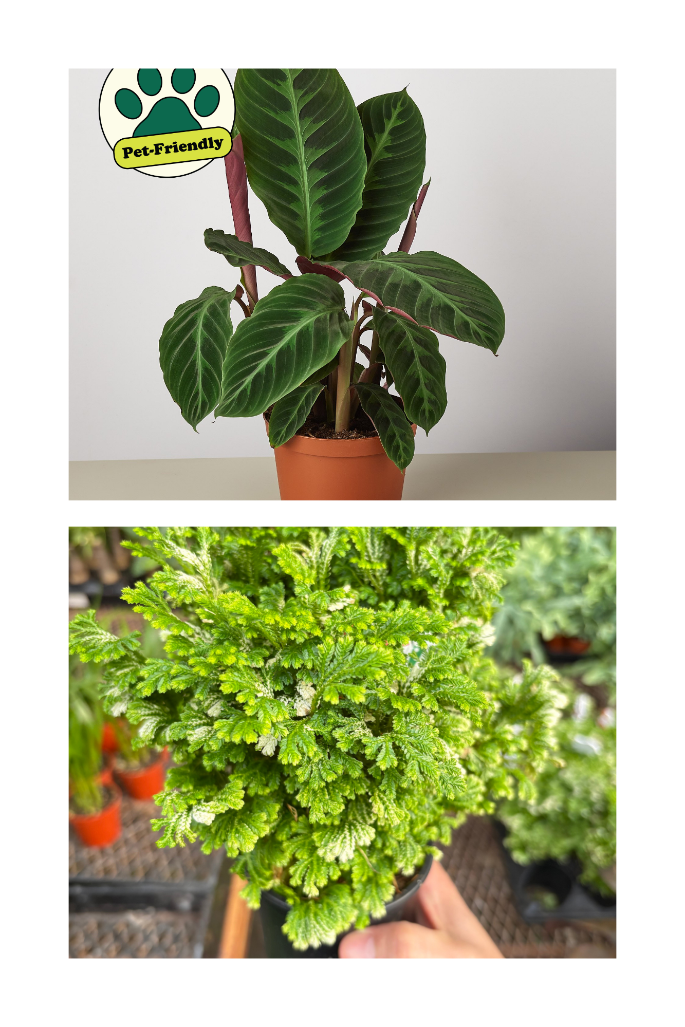 Untitled design (9).png