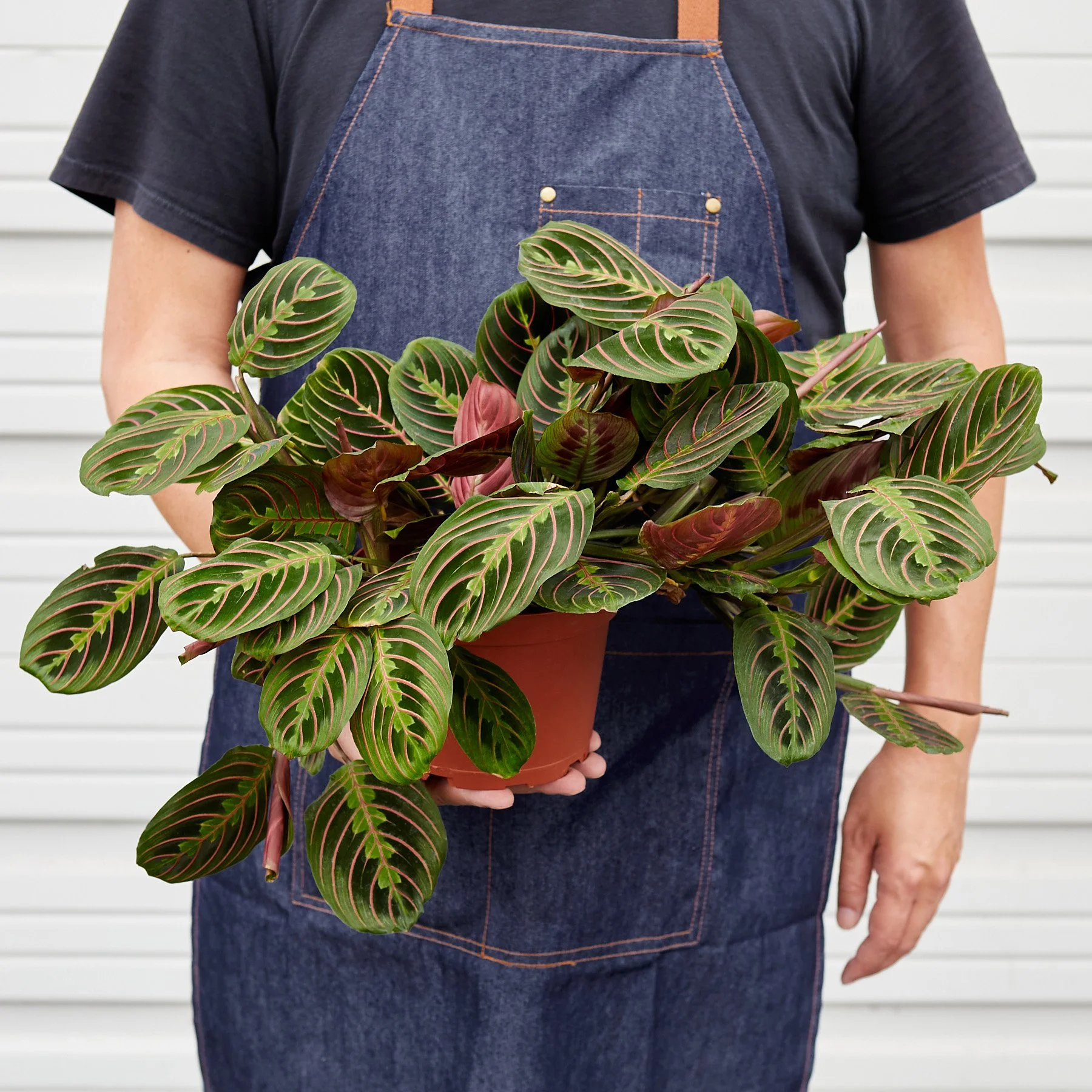6_MARANTA_RED_3.jpg