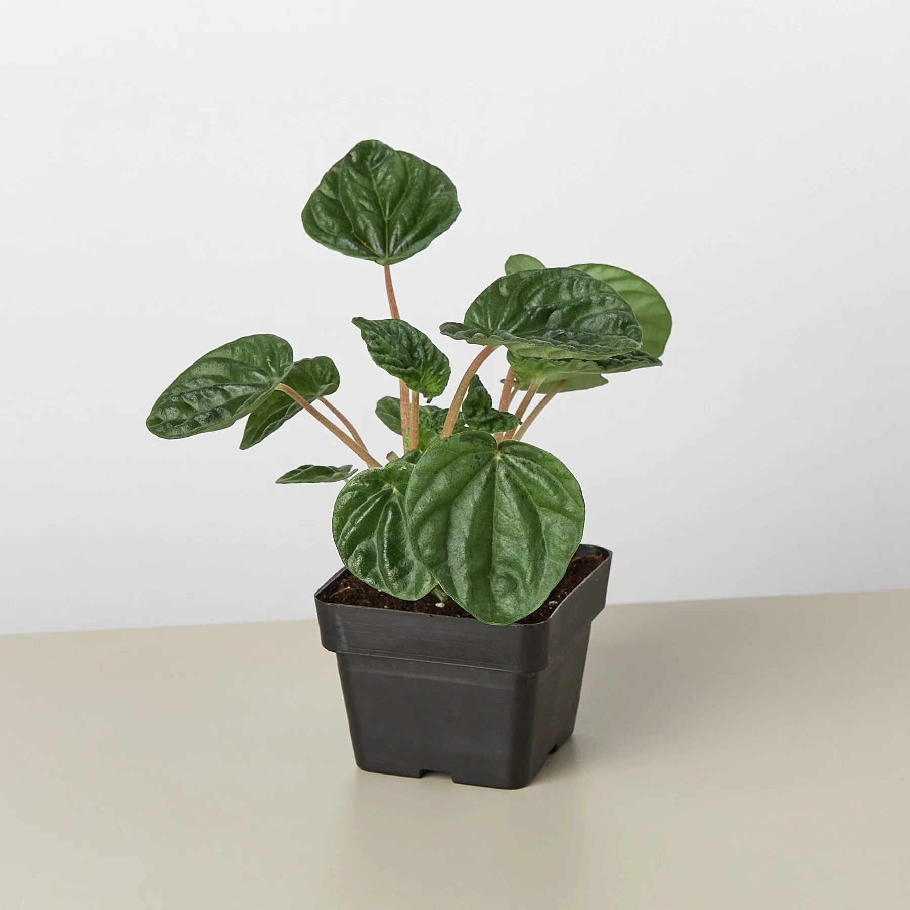 3_PEPEROMIA_CAPERATA RIPPLE-1 5.24.43 PM.jpg