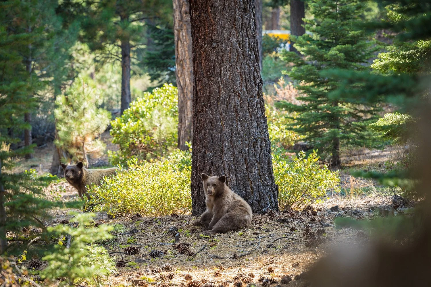 Truckee, CA — Second Home Care