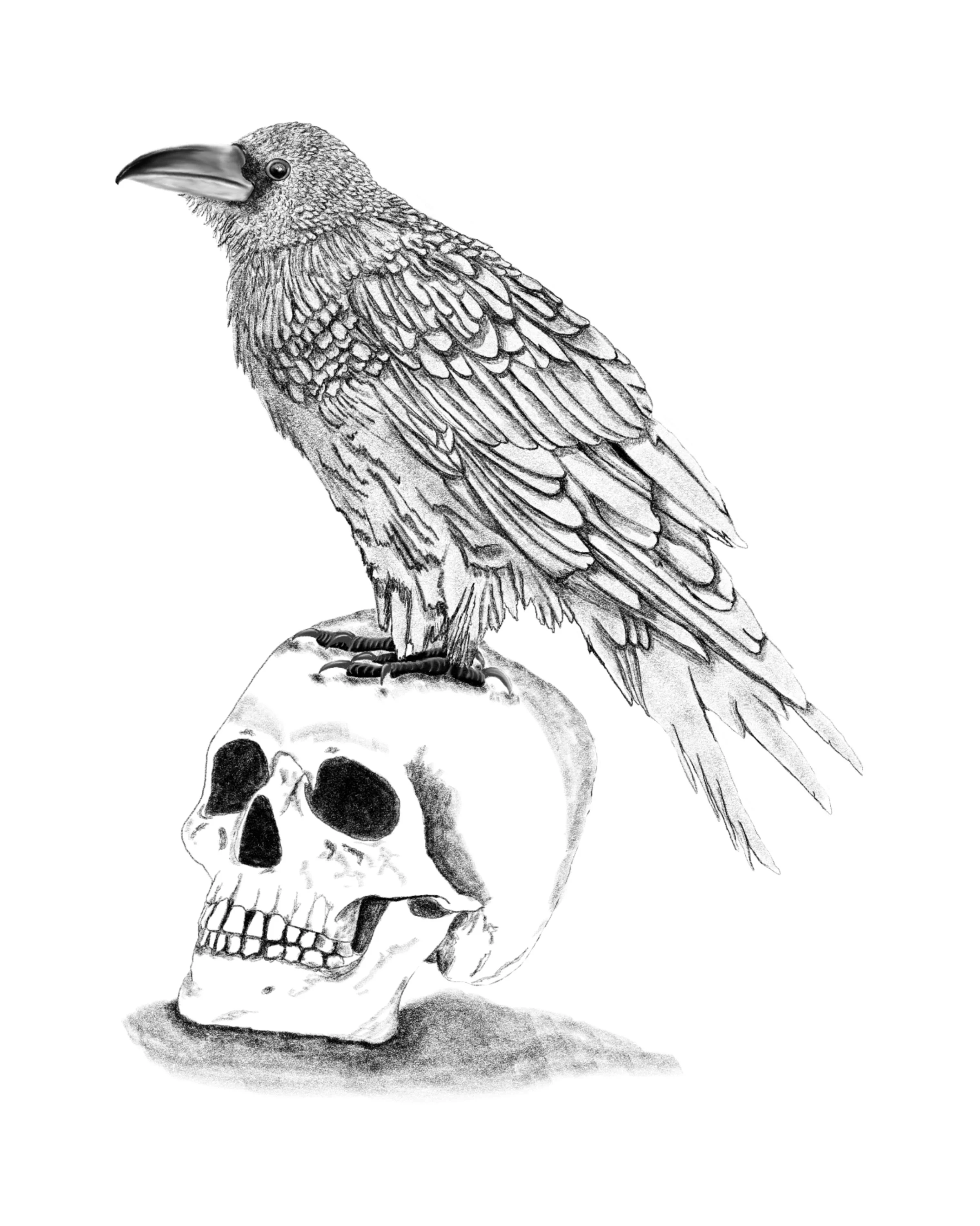 Raven.jpeg