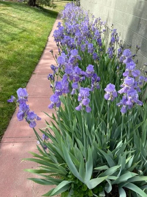 gallery — Sugar House Garden Center