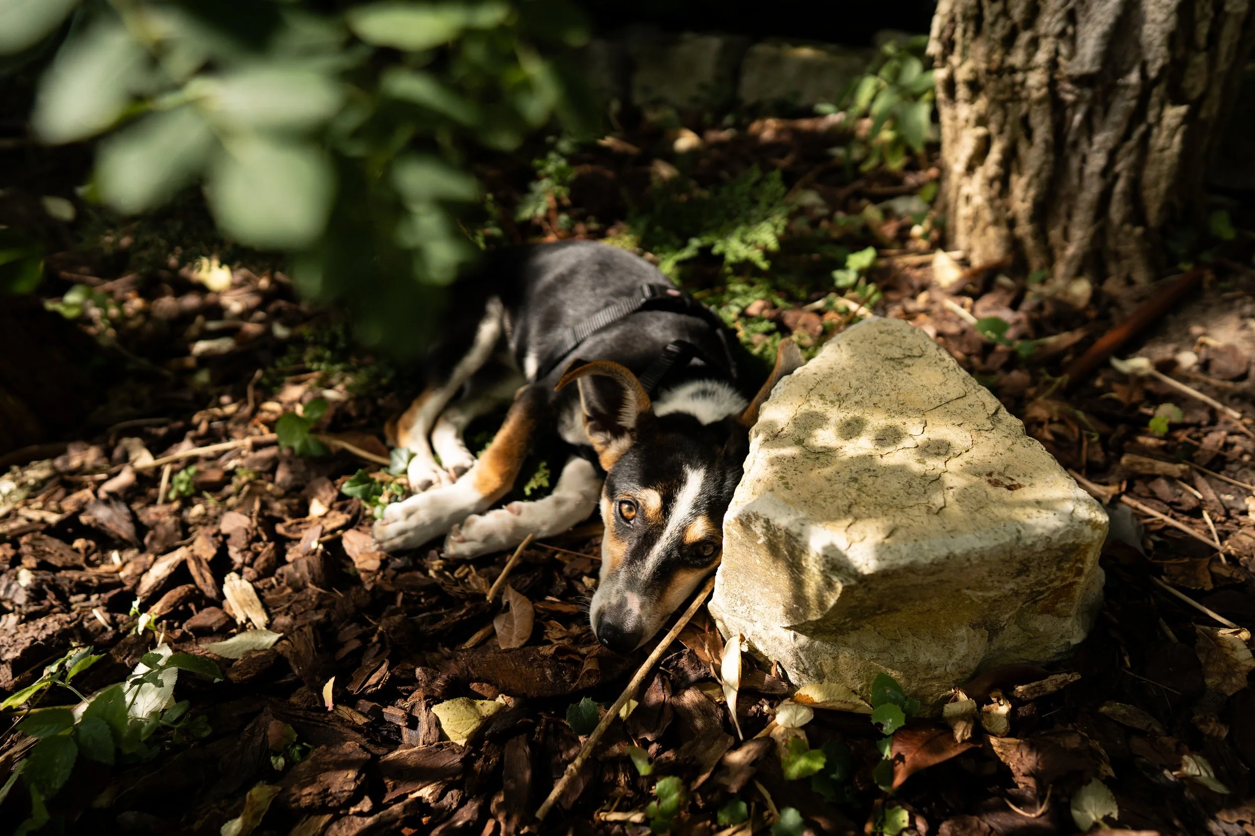 Tiere ©Philipp Letz (39).jpg