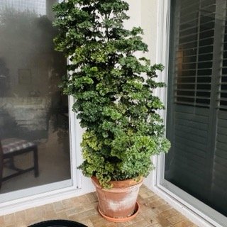 Pinecrest-Estate-Sale - 157 Small.jpeg