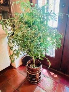 Coral-Gables-Estate-Sale- - 16 Small.jpeg