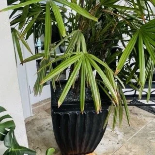 Old-Cutler-Bay-Estate-Sale- - 383 Small.jpeg