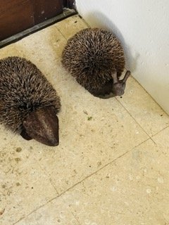 IMG_6515 Small.jpeg