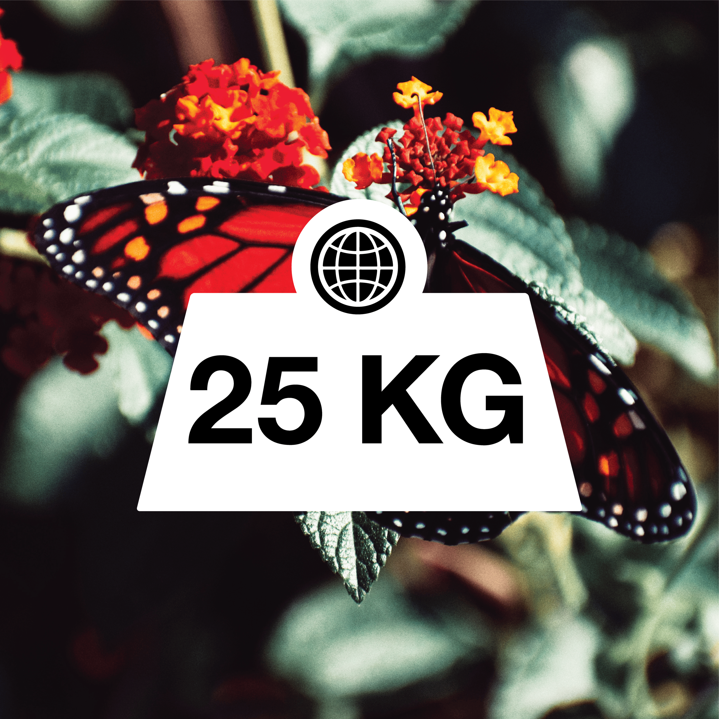 25KG_Thumbnail-04.png