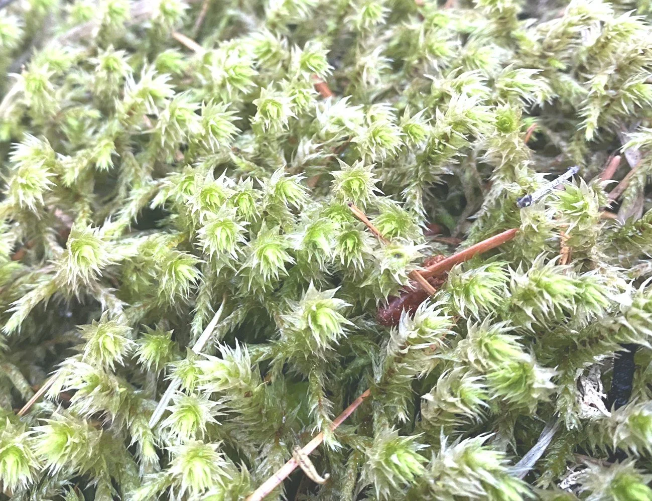 On Belonging: Somatic Sensing, Beyond-Human Elders &amp; Collective Survival