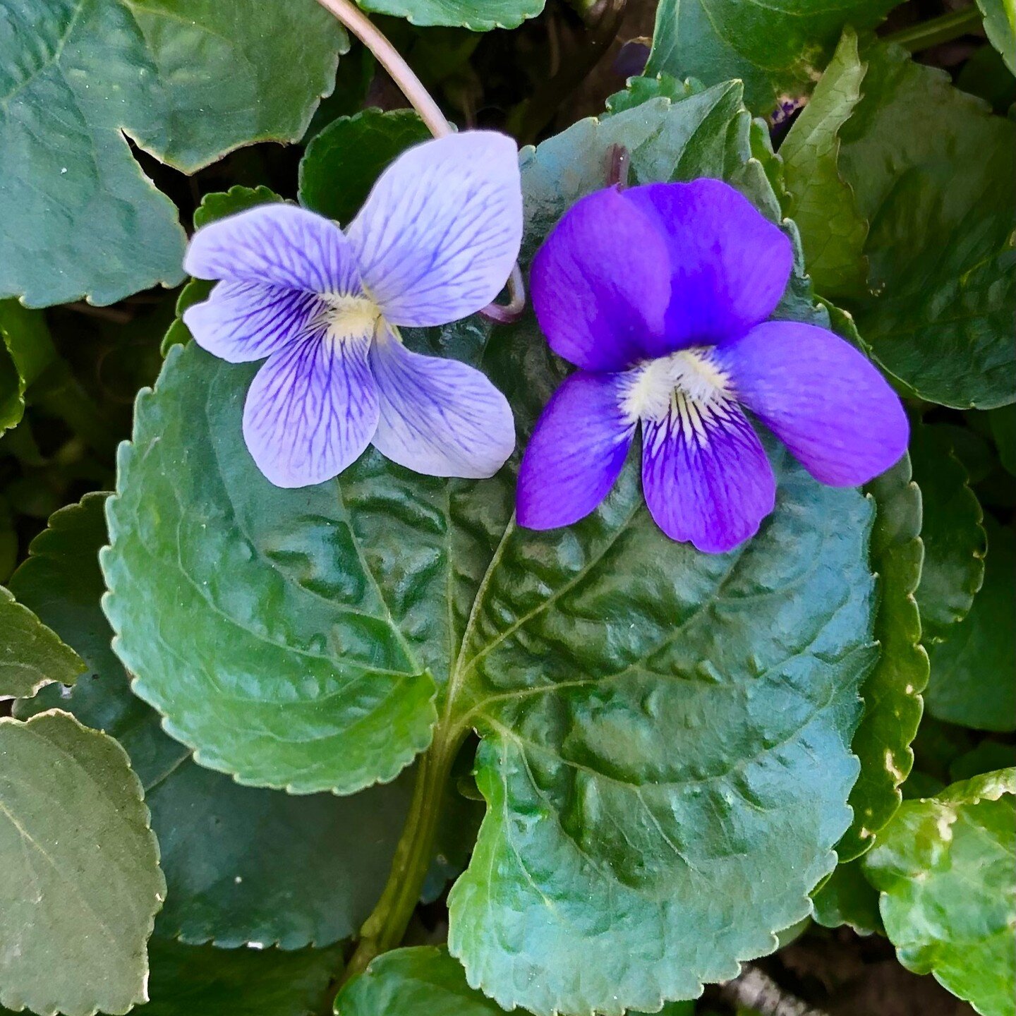 Violet is our Herb of the Month for April. When you purchase our Flower Power Grey Tea, know that each and every wildcrafted Violet was picked lovingly by hand. 

Violet Folklore:
An Iroquois legend talks about two lovers from enemy tribes, a Warrior