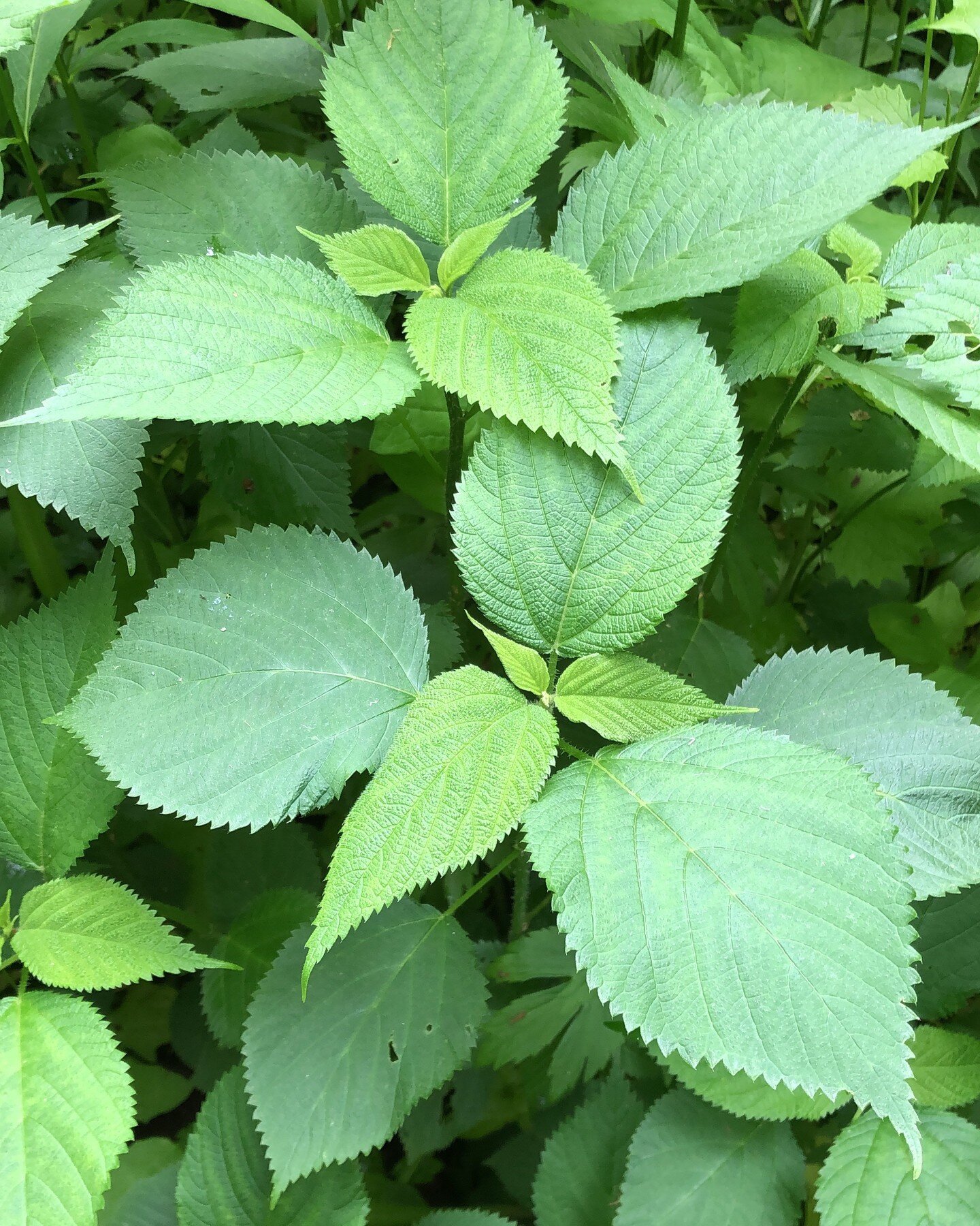 Our new Herb of the Month for May is Nettles!
Wood Nettles- Laportea canadensis
Stinging Nettles- Urtica dioica

Nettles is Rich in Nutrients:

Harvest the aerial parts for medicinal &amp; culinary use. The young leaves &amp; shoots are blanched &amp