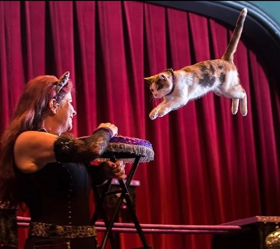 The Amazing Acro-Cats