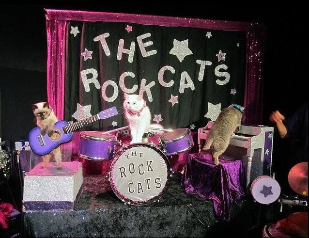 The Amazing Acro-Cats