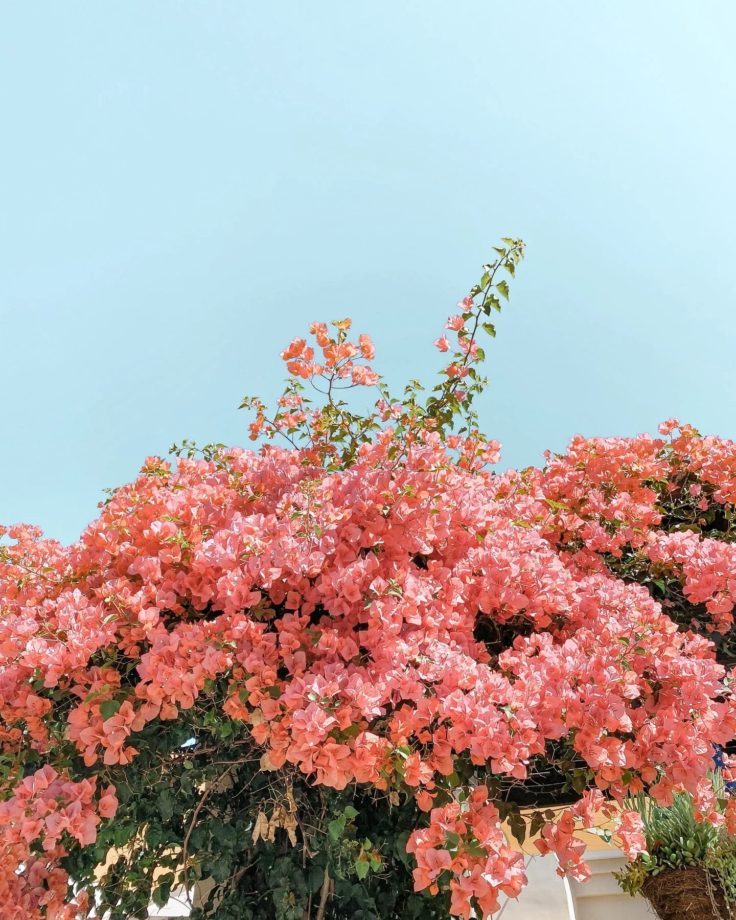 I have prints for sale! Online link in my bio, seek and you&rsquo;ll find framed @shopsummercamp + thanks @the.ojai.vortex for the lil gift guide mention. #ojaiphotographer #ojaiprints #californiaprintshop