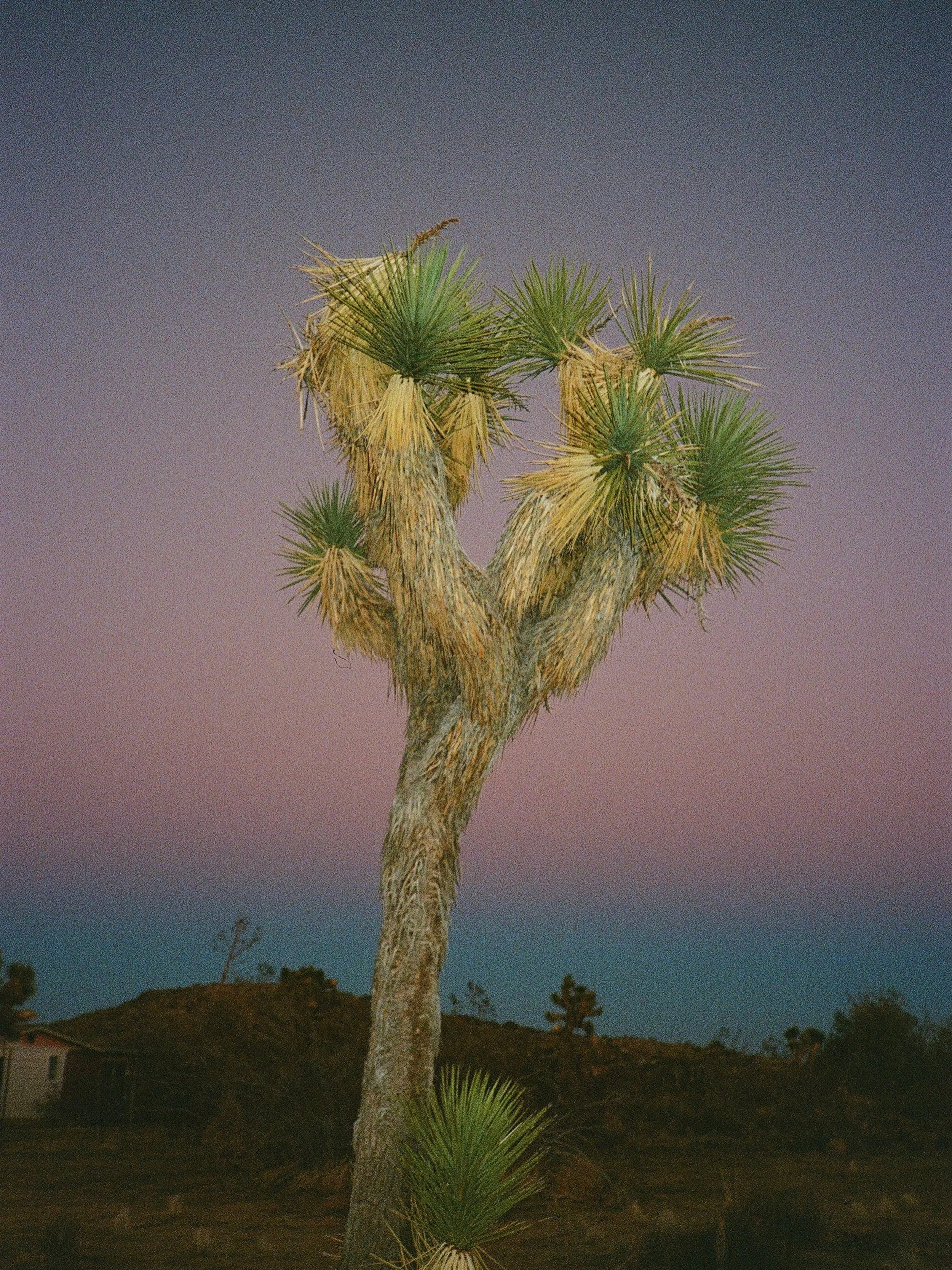 This one might be called the Autoboy isn&rsquo;t broken apparently #portra400 #canonautoboy #wearememorycult