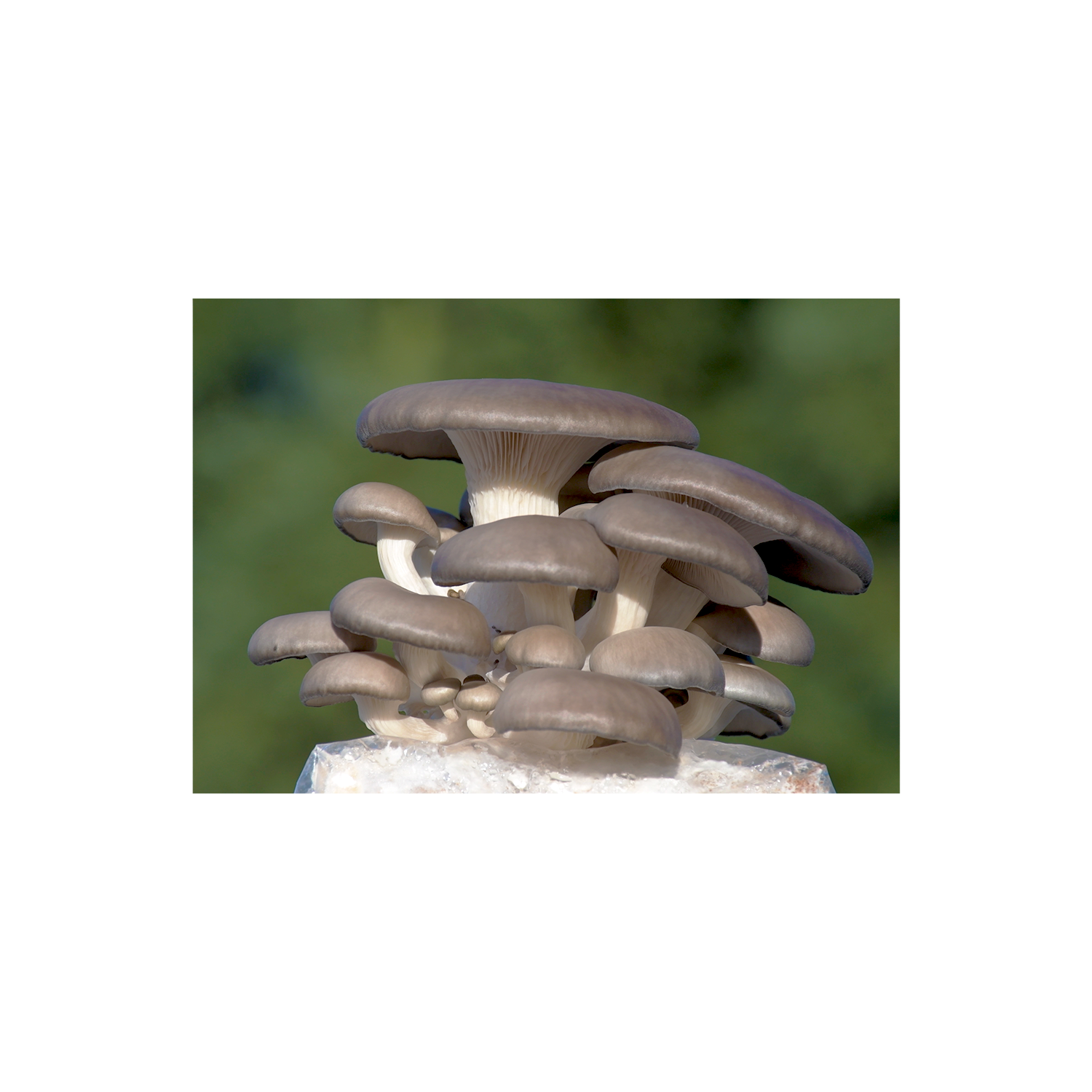 Organic Blue Oyster Mushrooms