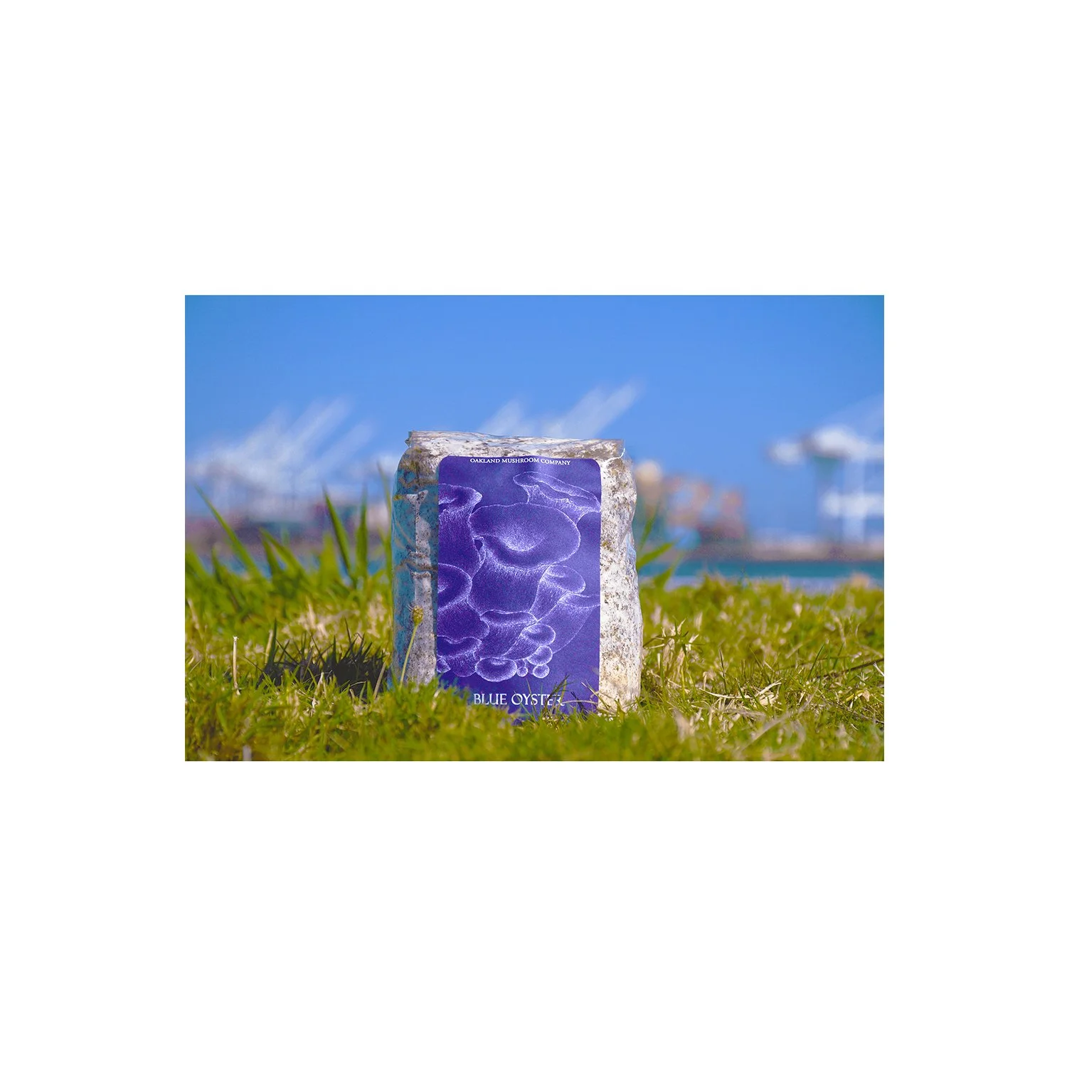 Aug 11 2026 Blue Oyster Port of Oakland Grass 1 SS Size.jpg