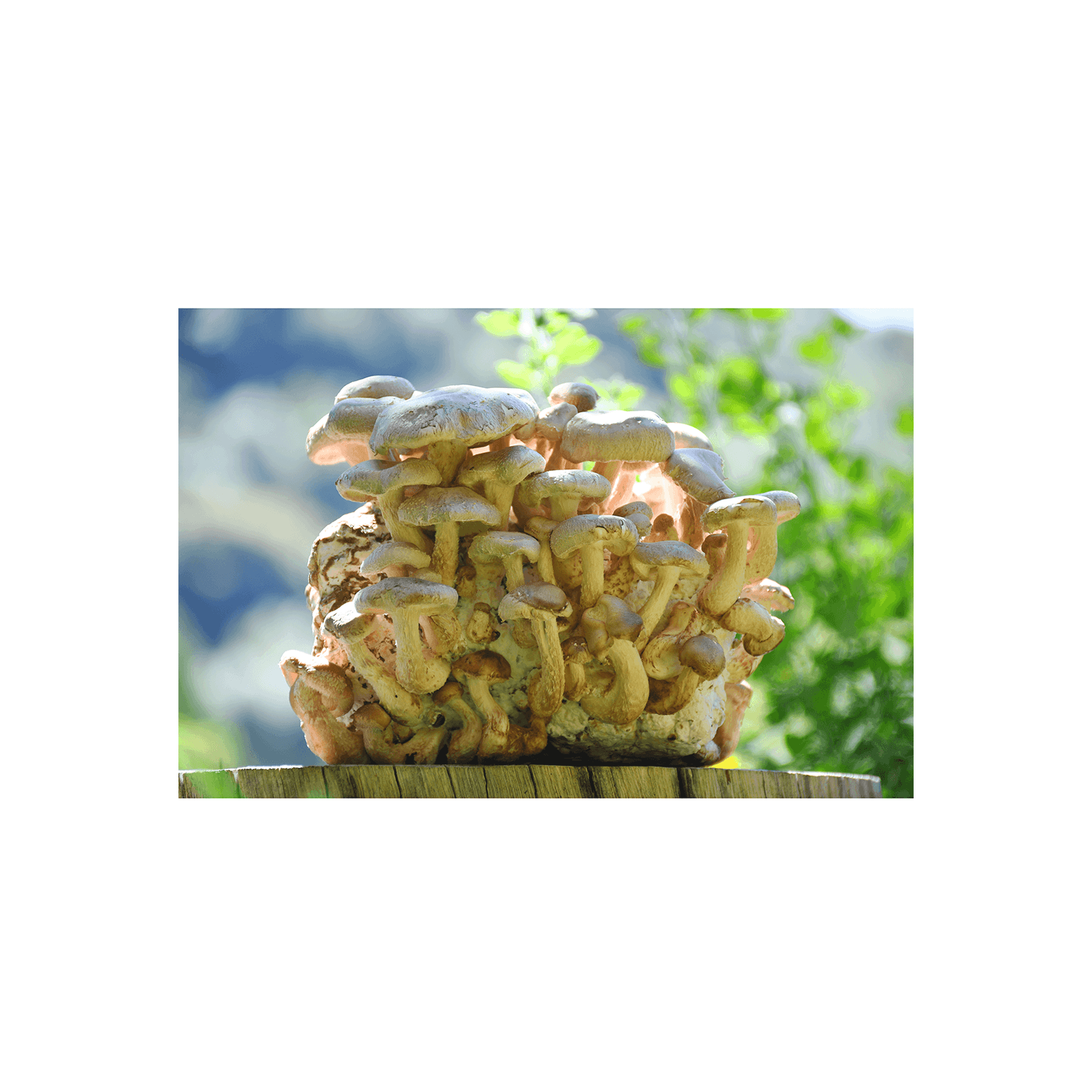 Mar 10 2026 Shiitake on Log Claremont Vista 1.png