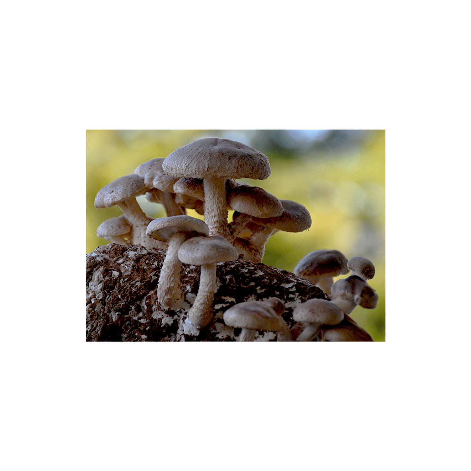 Organic Shiitake Mushrooms