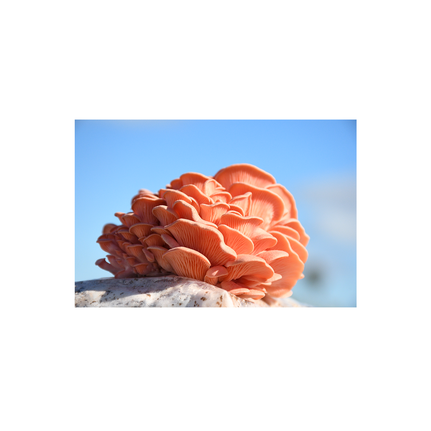 pink oyster roof cinema 1 July 27 2026.png