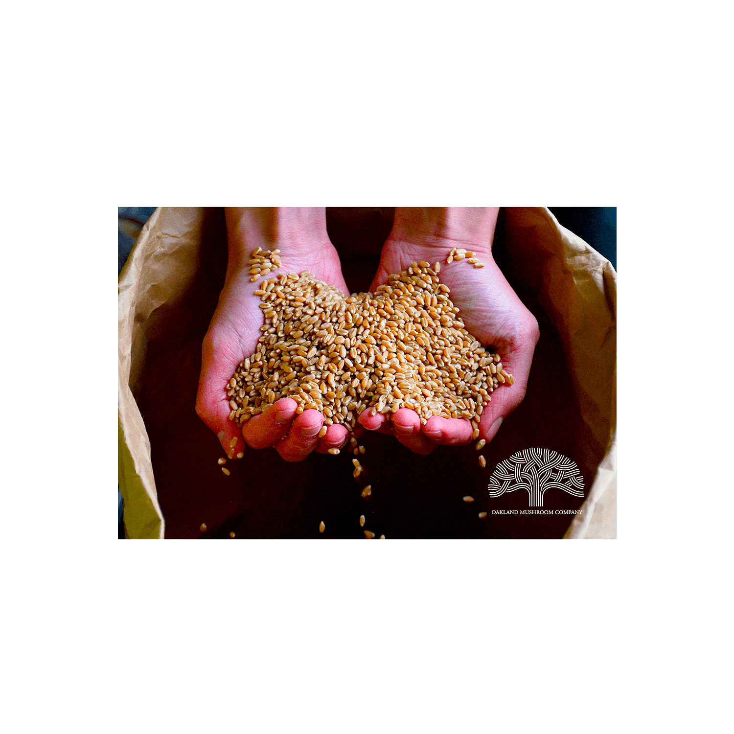 handful of rye berries ss size april 25 2026.png