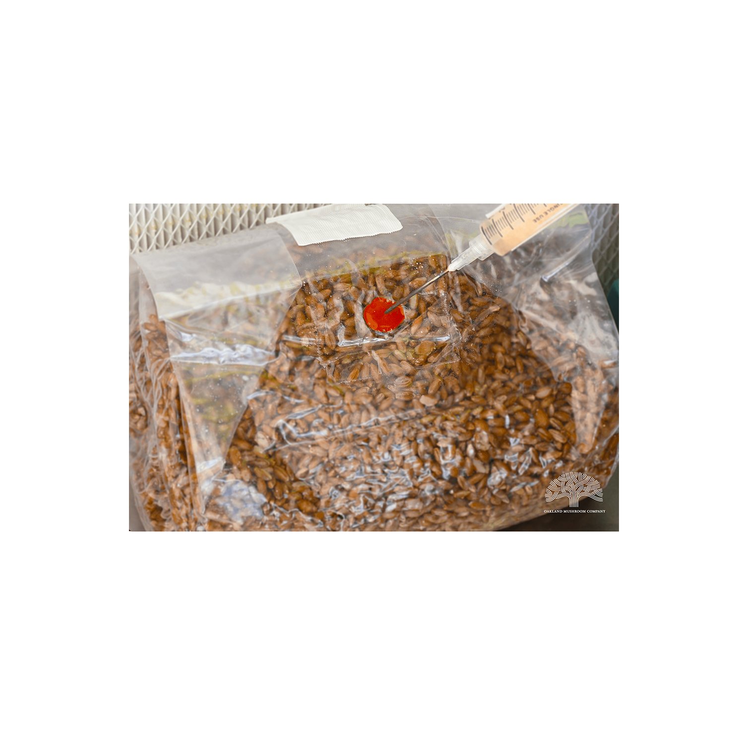 rye berry injection port flowhood1 Augg 16 2026.jpg