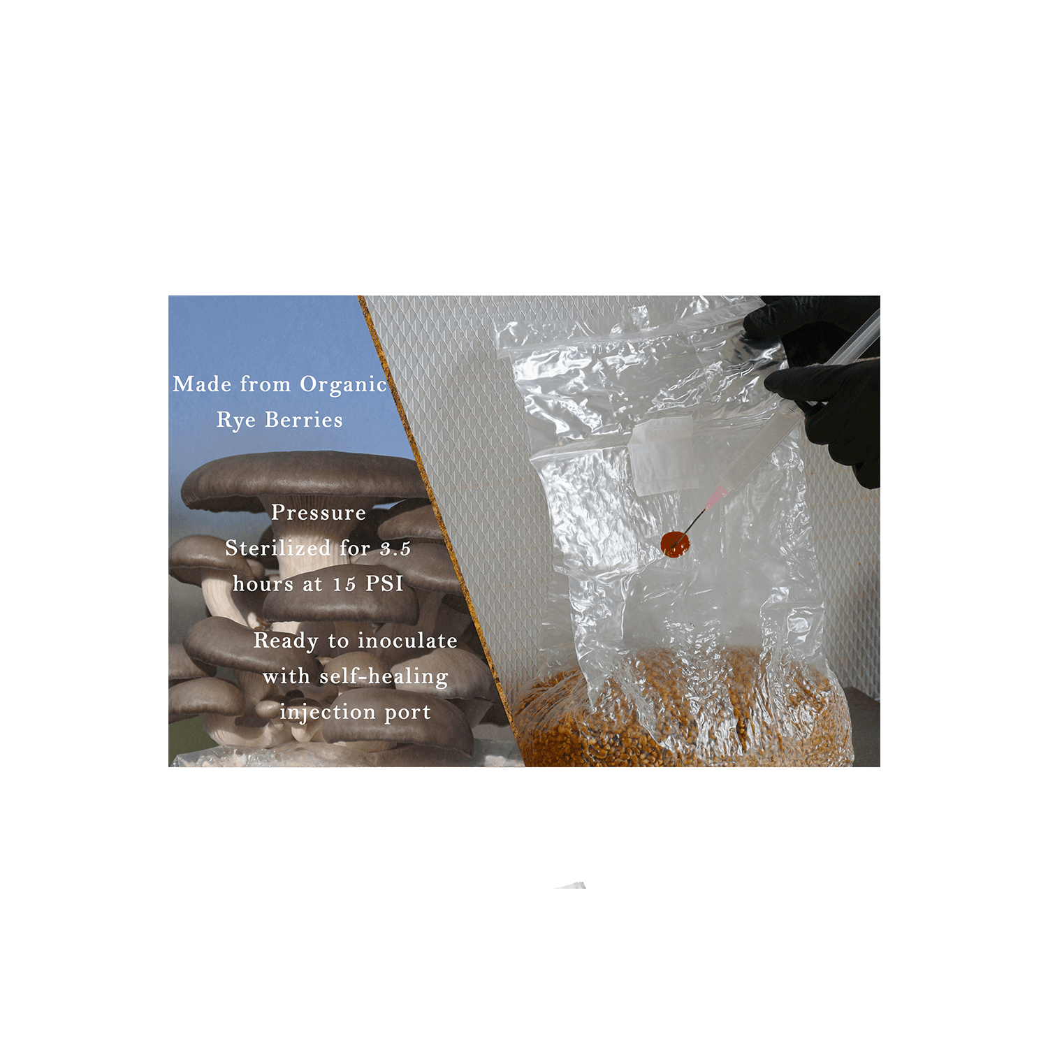 Organic Rye Berries Pressure Sterilized - 3 lbs